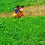 Enhancing Farmer Livelihoods