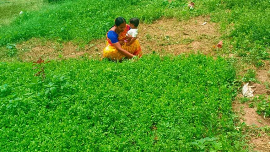 Enhancing Farmer Livelihoods