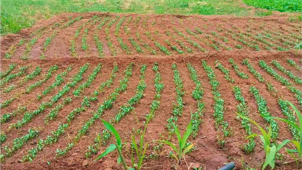 Enhancing Farmer Livelihoods