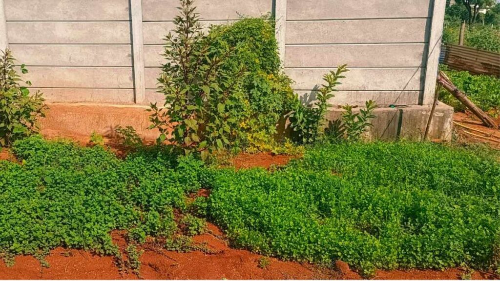 Enhancing Farmer Livelihoods